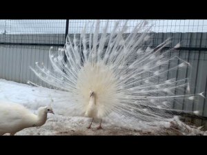 Наш день с животными ! Гулять всем!