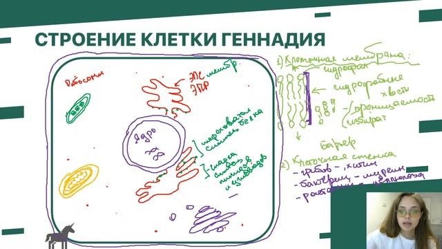 Строение клетки | ЕГЭ биология | Открытый вебинар от онлайн-школы "ДАЙБОБРУ" смотреть онлайн