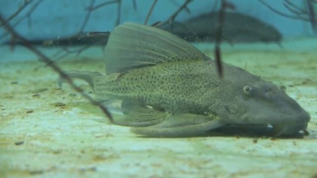 Hypostomus commersoni - Pier Aquatics смотреть онлайн