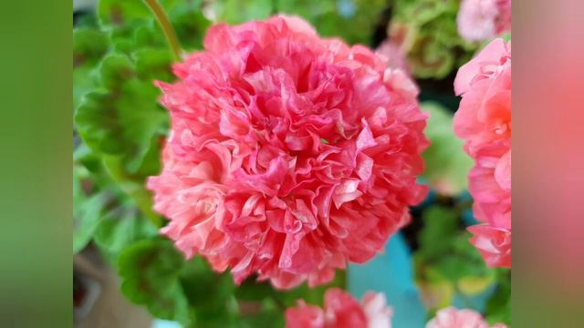 파우더퍼프/ 하이토르/ 마루데이지: 살몬빛 제라늄들 salmon color Pelargoniums. смотреть онлайн