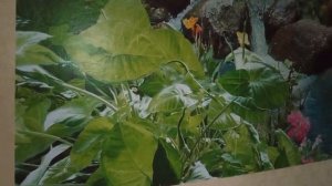 Моя Коллекция DVD Дисков