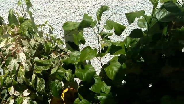 OUTDOOR PLANTS WITH NAMES смотреть онлайн