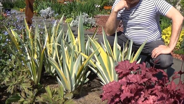 Jardinage: Iris Pallida Argentea Variegata Taille Et Entretien: Plante Vivace