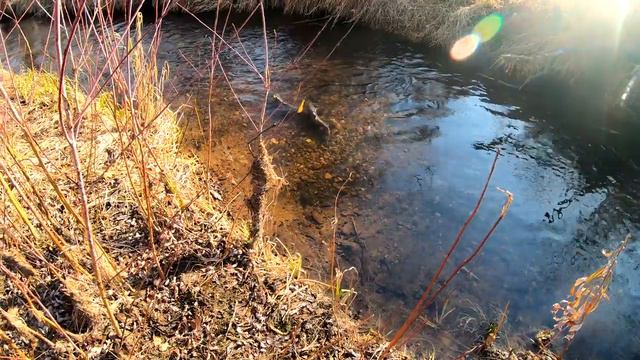 Закрытие сезона открытой воды 2019 г. смотреть онлайн