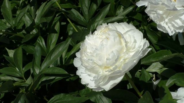 пион Bowl Of Cream