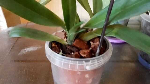 Мои нелюбимые, но МОИ симподиальные орхидеи.Много,много попугаев. смотреть онлайн