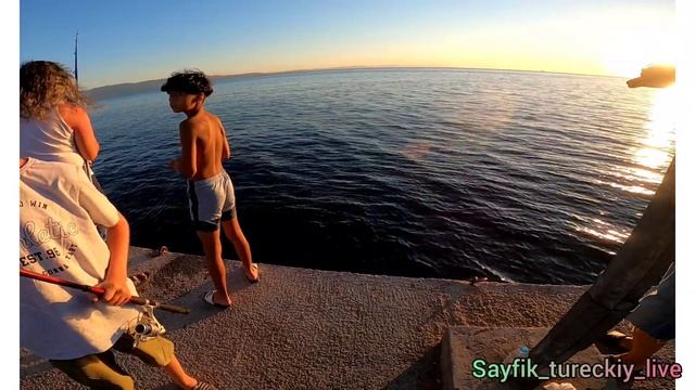 Дельфины | какую рыбу ловят в мраморном море | на какую приманку ловят в Турции смотреть онлайн