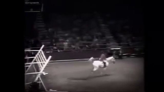 Бег лошади в замедленной съемке Красивое, плавное движение смотреть онлайн