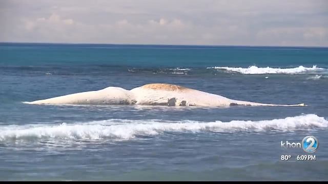 Great white shark spotted off the south shore eating a dead whale смотреть онлайн