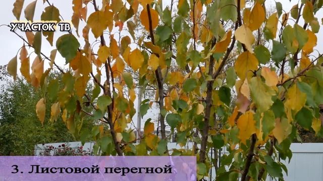 Что Делать с Листьями Осенью - Как Использовать Опавшие Листья - Куда Девать Опавшие Листья смотреть онлайн