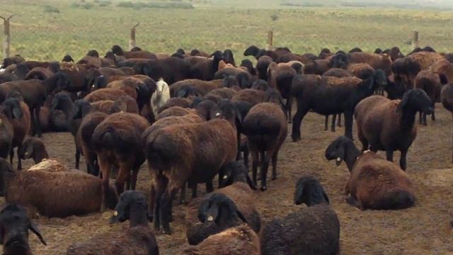 овцы Южный Казахстан, Сарыагаш смотреть онлайн