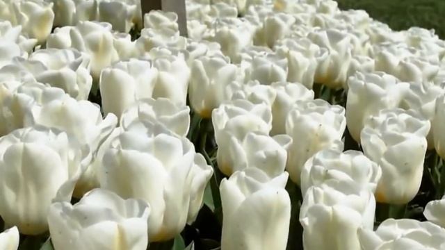 ТЮЛЬПАНЫ ПОДОБНЫ АНГЕЛАМ КРЫЛАТЫМ (Angel. Tulips, Tulip, Tulipa)