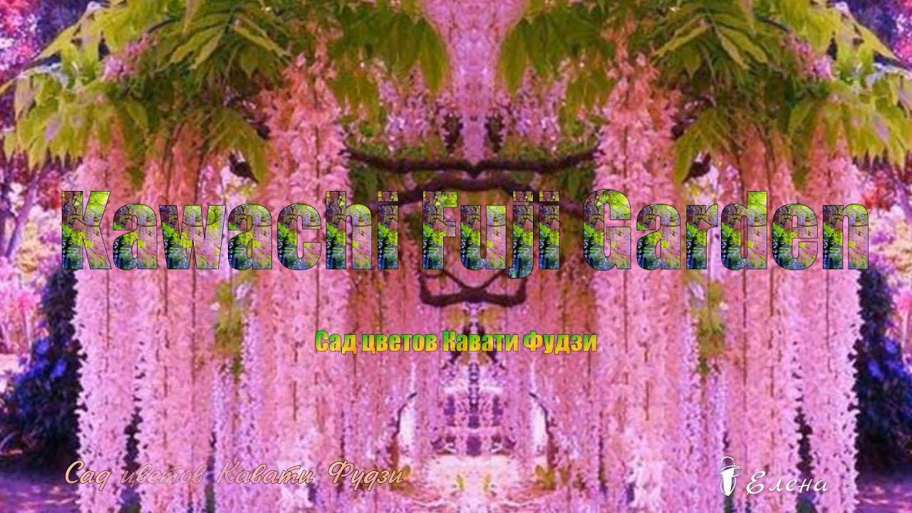 Сад цветов  Kawachi Fuji Garden  *
