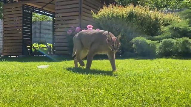 Caracal Gera Каракал Гера смотреть онлайн