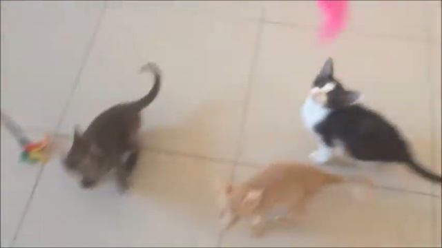 chatons orientaux chatterie des rois de siam смотреть онлайн