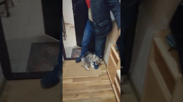Аляскинский маламут 😍🥰🤣😇 встречает хозяина🤩🤩😋 смотреть онлайн