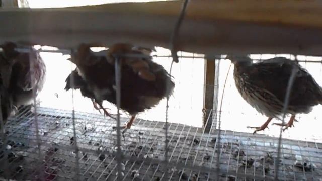 Спасаем перепелок от жары. смотреть онлайн