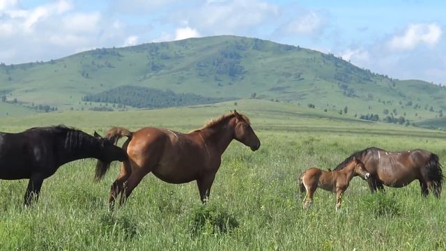 Кобыла в охоте, жеребец начеку смотреть онлайн