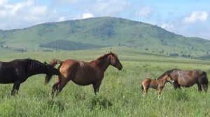 Кобыла в охоте, жеребец начеку