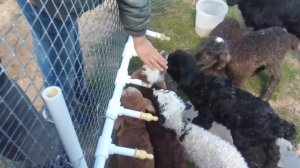 Поилка для ягнят выпойчат