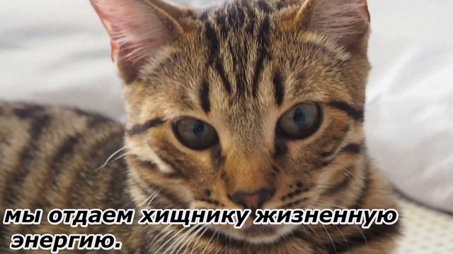 Почему нельзя смотреть кошкам в глаза? Приметы и суеверия смотреть онлайн