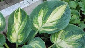 Хоста "Simply Sharon" в моем саду.