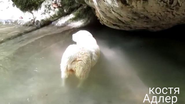 Дикая природа, субтропического Сочи!Wildlife, sub-tropical Sochi! смотреть онлайн