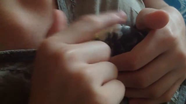 Попугай карела,очень ласковая птичка❤️ смотреть онлайн