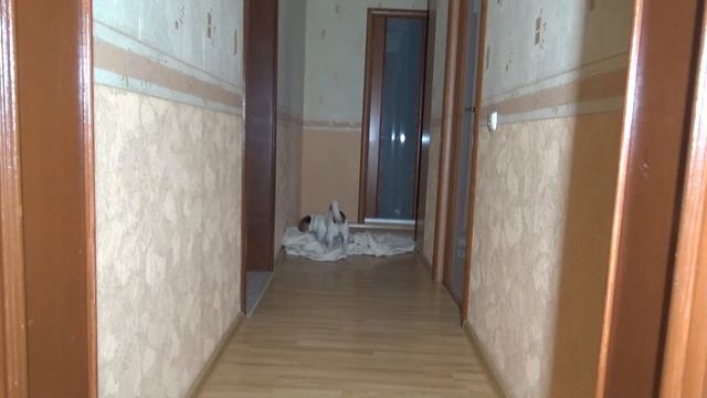 Исчезновение на глазах у собаки ? смотреть онлайн