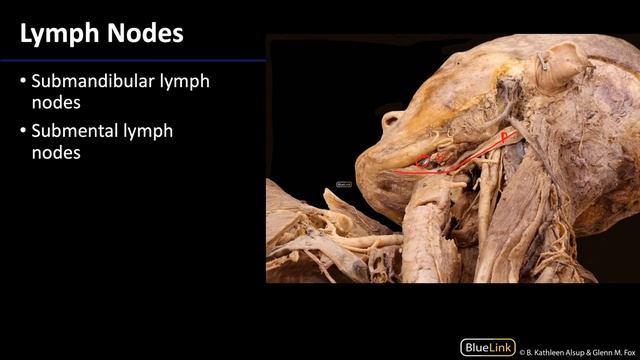 Parotid Gland and Submandibular Triangle - Lymph Nodes смотреть онлайн