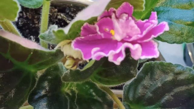 Комнатные цветы. Махровая Фиалка Седая Дама смотреть онлайн