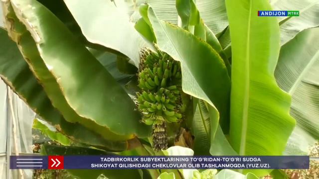 🪴 Избоскан тумани “Ботиробод” маҳалласида яшаб гулчилик билан шуғилланиб келаётган Шарифжон Ахмедов