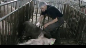 Приучение  хряка к фантому (Schooling grunt on the phantom)