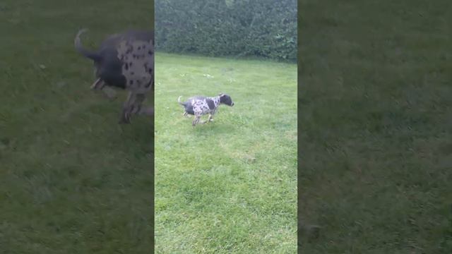 Cooper catch him | American hairless terrier смотреть онлайн