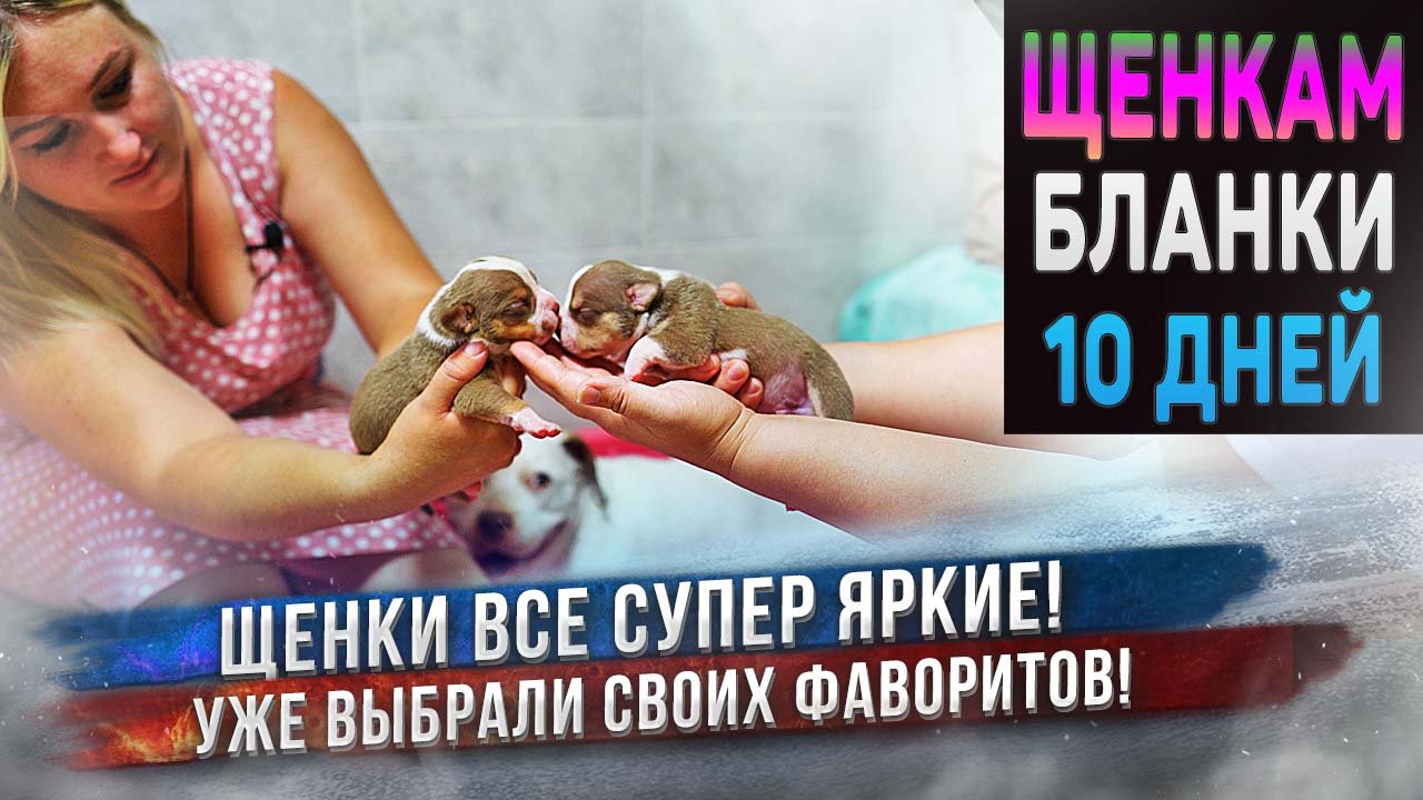 Щенки уже начали открывать глаза! ?Открываем резервирование! смотреть онлайн