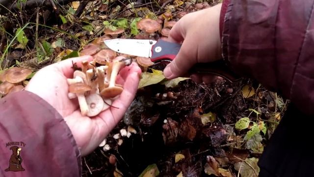 Столько грибов я ещё не видел! Устали их резать! Собираем осенние опята на болоте смотреть онлайн