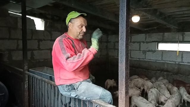 Поросята плохо растут, жара! вес поросят в 2 месяца! Откорм свиней. Свиноводство Украина. смотреть онлайн