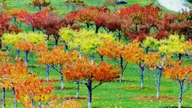 Осенняя и весенняя обрезки деревьев, когда какое дерево лучше обрезать смотреть онлайн