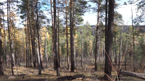 Горельники и ветровалы. Медвежья лежка. Мочеточка лося. 4 серия