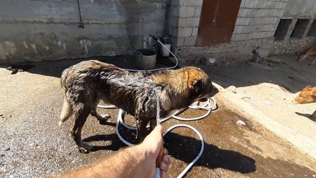 Купаю Волчка дома! смотреть онлайн