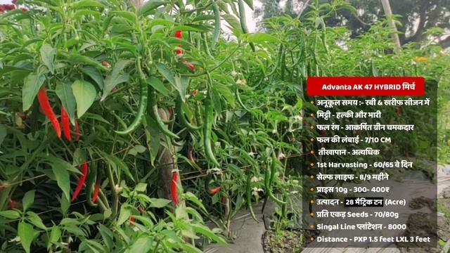 mirch ki kheti | TOP -5 hybrids variety | Hybrid mirch ki kheti | मिर्च की खेती смотреть онлайн