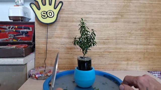 Бонсай маме из мирта на камне 2 часть смотреть онлайн