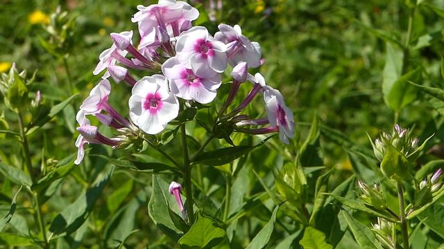 Phlox Paniculata ´Younique Bicolor´