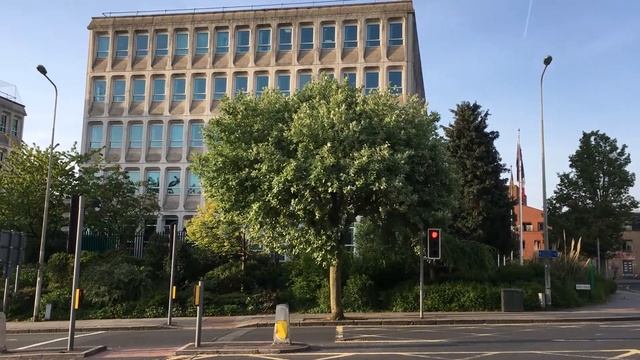 Whitebeam (Sorbus aria) - tree - May 2018 смотреть онлайн