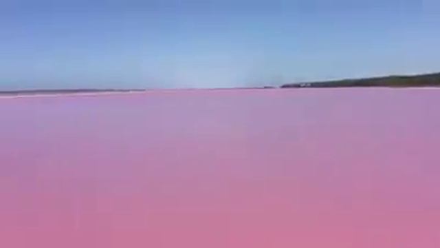 Hiller Lake in Australia turned pink ❤️❤️ смотреть онлайн