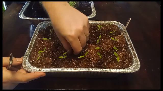 Up-potting Celery and Eggplant Sprouts [USDA Zone 7b] смотреть онлайн