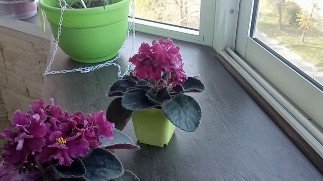 Фиалка ВаТ-Любовь смотреть онлайн