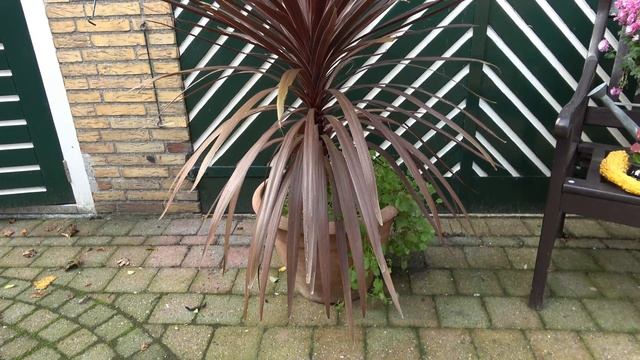 Cordyline Australis 'Red Star' Rate Of Growth 2021