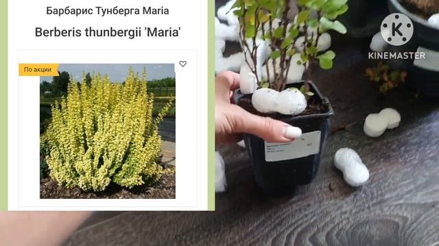 Обзор посылки ? Предыдущие видео нечаянно удалила. смотреть онлайн