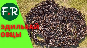 Отара овец Эдильбаевской породы